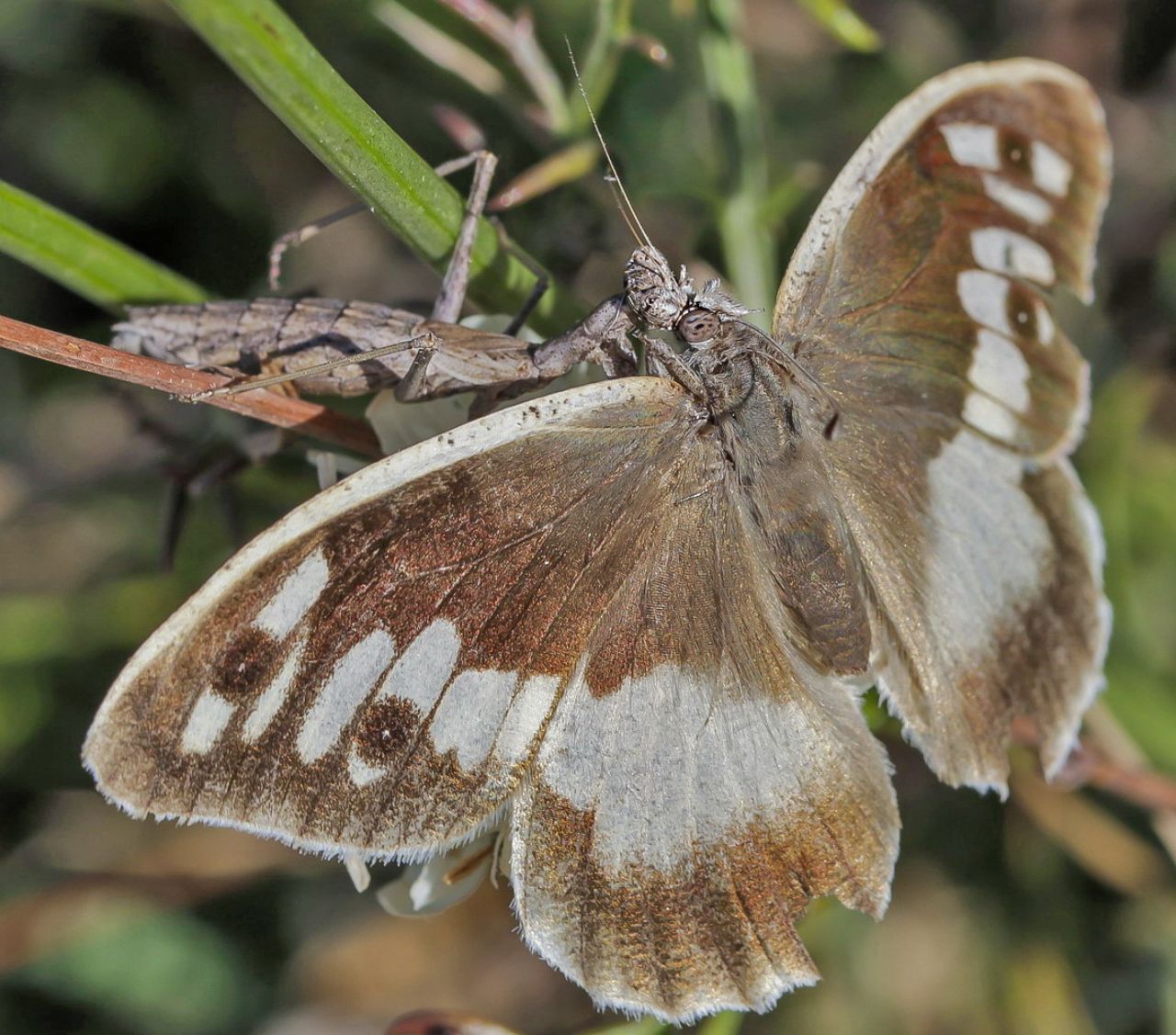 Ameles decolor preda Chazara briseis